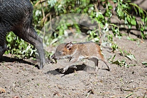 Collared Peccary also javelina or skunk pig or pecari tajacu is a medium-sized pig-like hoofed mammal of the family Tayassuidae