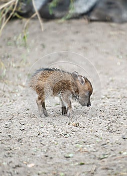 Collared Peccary also javelina or skunk pig or pecari tajacu is a medium-sized pig-like hoofed mammal of the family Tayassuidae