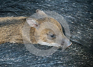 Collared Peccary also javelina or skunk pig or pecari tajacu is a medium-sized pig-like hoofed mammal of the family Tayassuidae