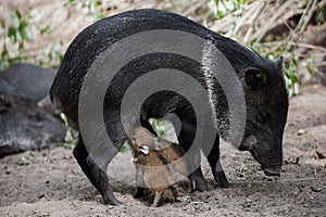 Collared Peccary also javelina or skunk pig or pecari tajacu is a medium-sized pig-like hoofed mammal of the family Tayassuidae