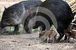 Collared Peccary also javelina or skunk pig or pecari tajacu is a medium-sized pig-like hoofed mammal of the family Tayassuidae