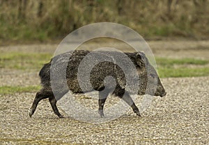 Collared Peccary Crossing Trail