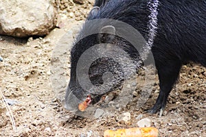 Collared peccary eating