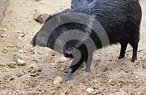 Collared peccary eating