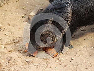 Collared peccary eating