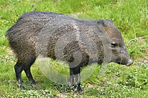 Collared Peccary on grass