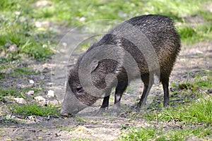 Collared Peccary on grass