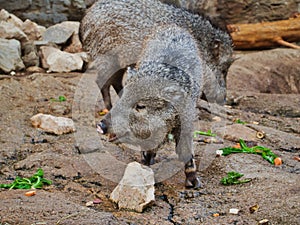 Collared peccary grazing in Omaha's Henry Doorly Zoo and Aquarium in Omaha Nebraska