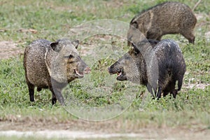 Collared peccary group