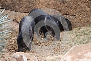 Collared peccary group