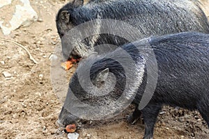 Collared peccary group eating