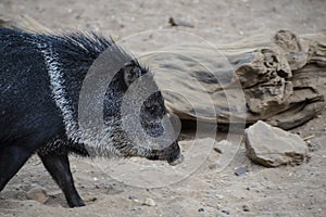 Collared peccary or javelina. Collared peccaries are pig-like animals that inhabit the deserts