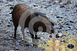 Collared Peccary Standing by a Stream photo