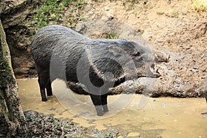 Collared peccary known as wild pig in the mud roars