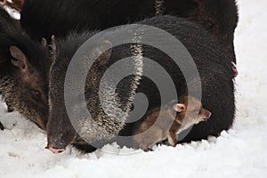 Collared peccary lying in the snow with baby