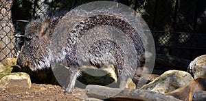 The collared peccary Pecari tajacu