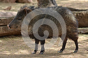 The collared peccary Pecari tajacu