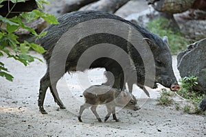 Collared peccary (Pecari tajacu).