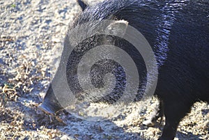 Collared peccary, or Pecari tajacu