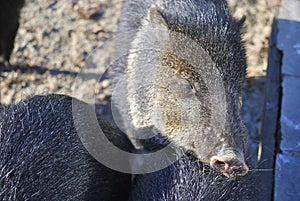 Collared peccary, or Pecari tajacu