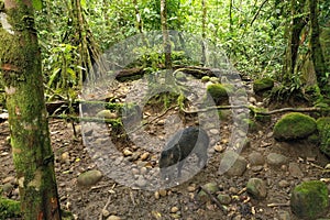 A collared peccary, Pecari tajacu, seating somthing white in a tropical environment