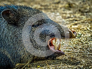 Collared peccary