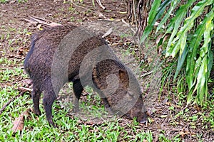 Collared peccary Pecarui tajacu, from Costa Rica