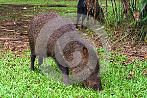 Collared peccary Pecarui tajacu, from Costa Rica