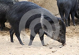 Collared peccary potrait