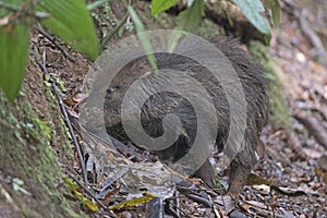 Collared Peccary in the Rain Forest