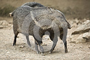 Collared peccary rub against each other