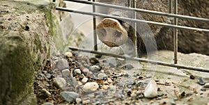 Collared peccary snout