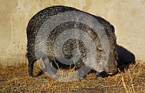 Collared Peccary (Tayassu tajacu)