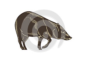 Collared peccary vector. Wild boar hand drawn illustration. Isolated on wighte background.