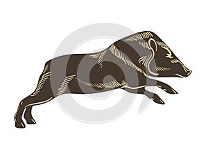 Collared peccary vector. Wild boar illustration. Hand drawn image isolated on wighte background.