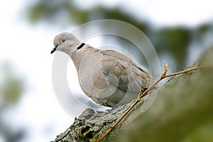 A collared pigeon sits on a branch and looks down curiously