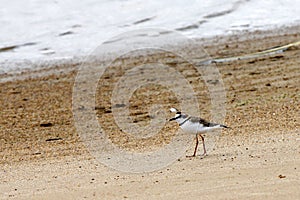 Collared plover (Charadrius collaris)