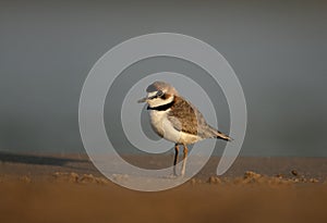 Collared plover, Charadrius collaris