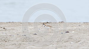 Collared Plover Charadrius collaris Stands in the Sand on a Beach in Jalisco, Mexico