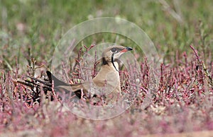 Collared pratincole
