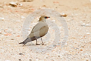 Collared Pratincole