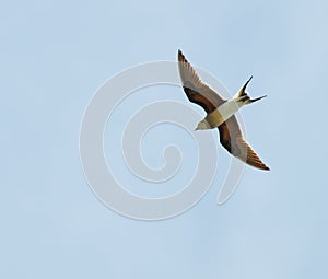 Collared Pratincole