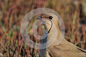 Collared pratincole