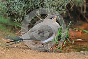 Collared pratincole