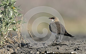 Collared pratincole, Glareola pratincola