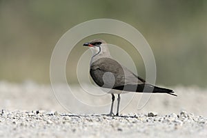 Collared pratincole, Glareola pratincola