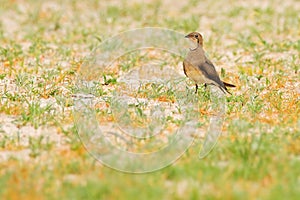 Collared pratincole, Glareola pratincola, in the nature habitat, Okavango. Botswana in Africa.Bird sitting in the sand with grass