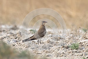 Collared pratincole or Glareola pratincola observed near Nalsarovar in India