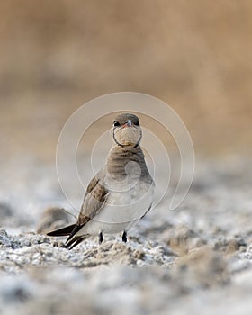 Collared pratincole or Glareola pratincola observed near Nalsarovar in India