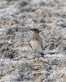 Collared pratincole or Glareola pratincola observed near Nalsarovar in India